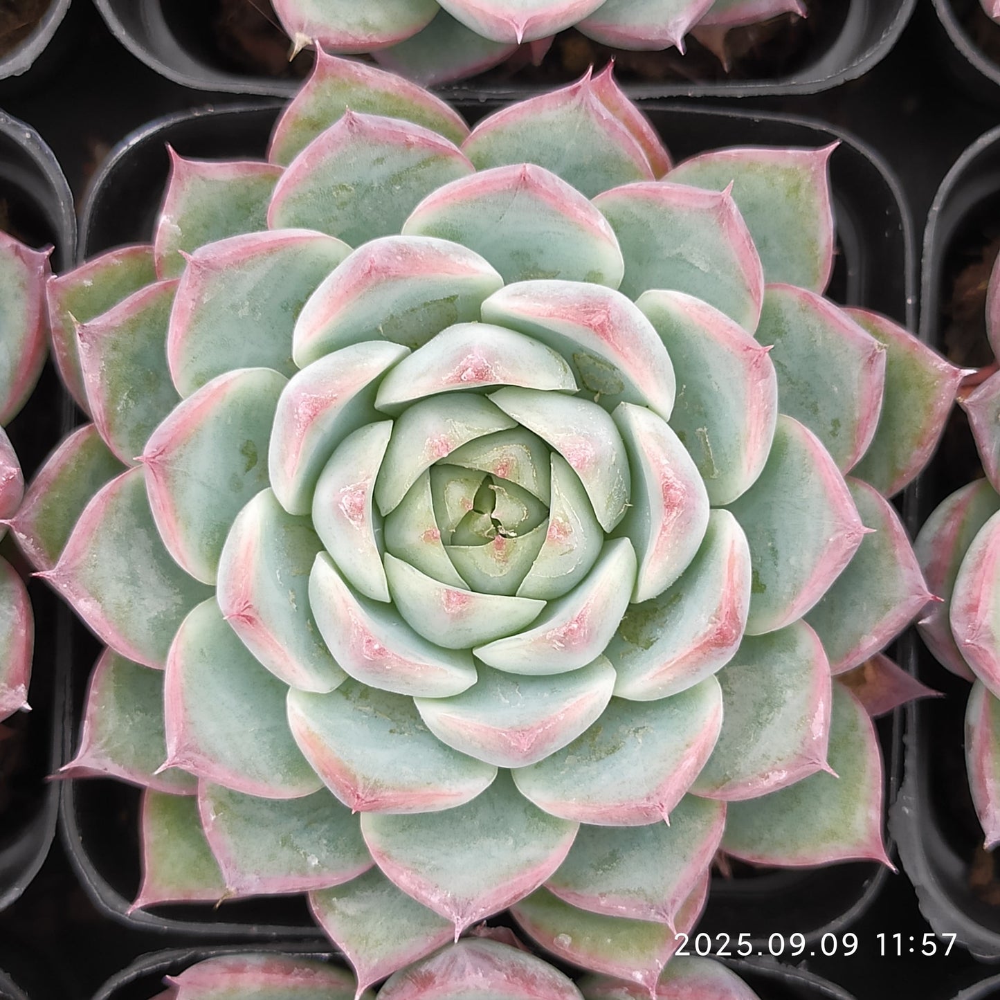 MMT870 Echeveria Pink Crystal Rose(7cm pot size)