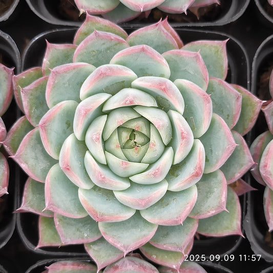 MMT870 Echeveria Pink Crystal Rose(7cm pot size)