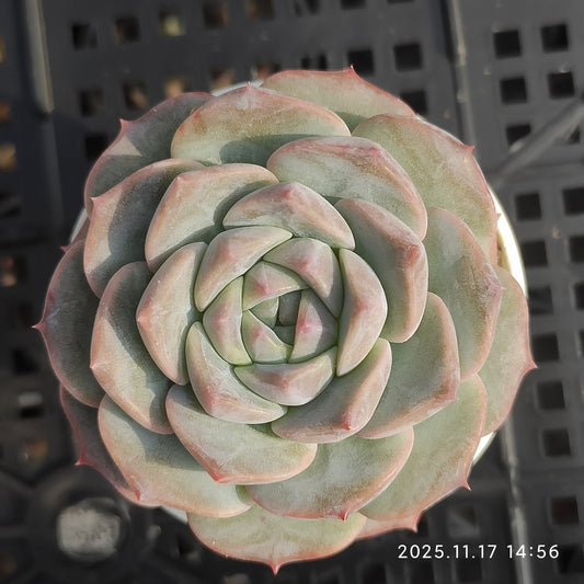 20645 Echeveria Frosting (5.5cm pot size)