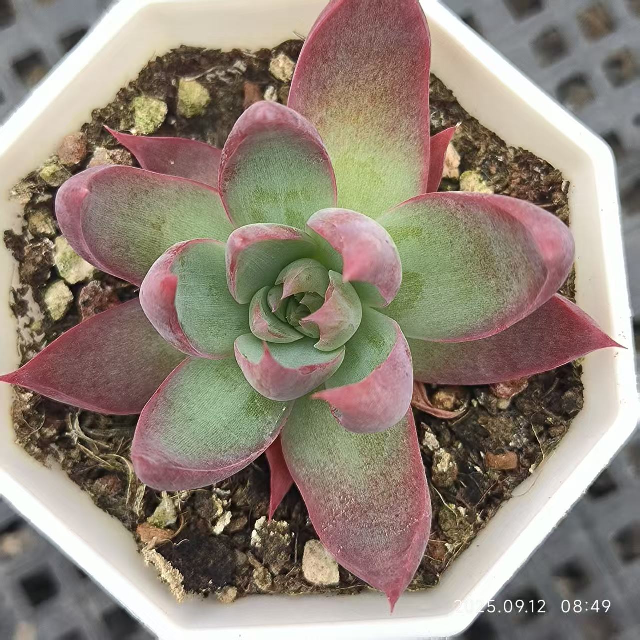 RDD226 Echeveria Casio(6.5cm pot size)