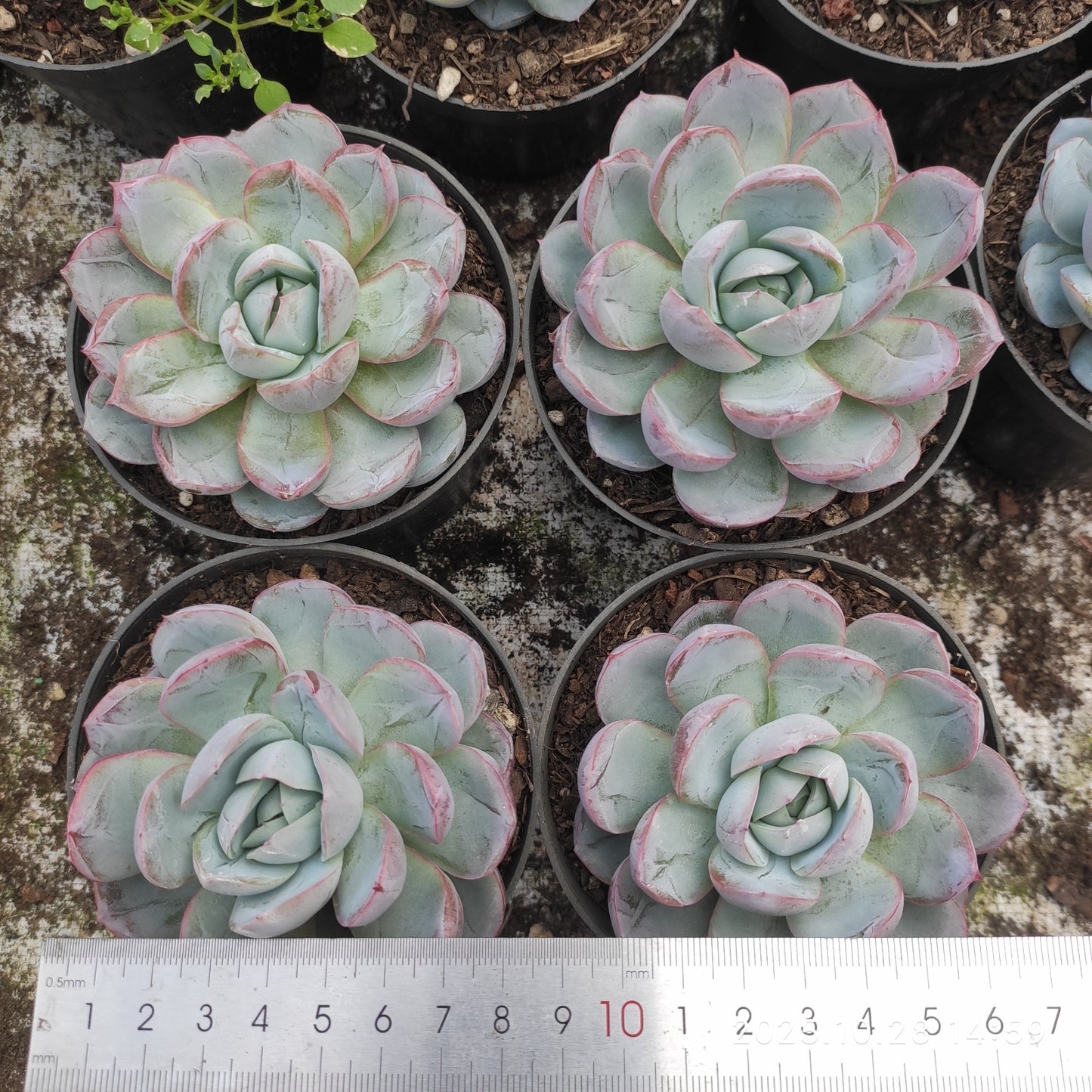 21203 Echeveria Ice Pure (7cm pot size)