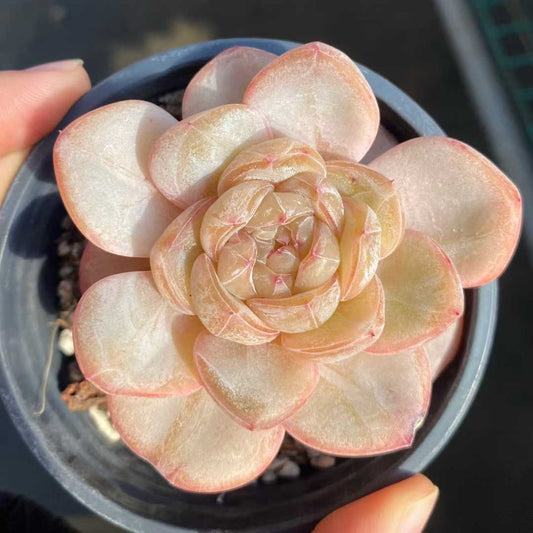 19147 Echeveria Star Jenny (9cm pot size)