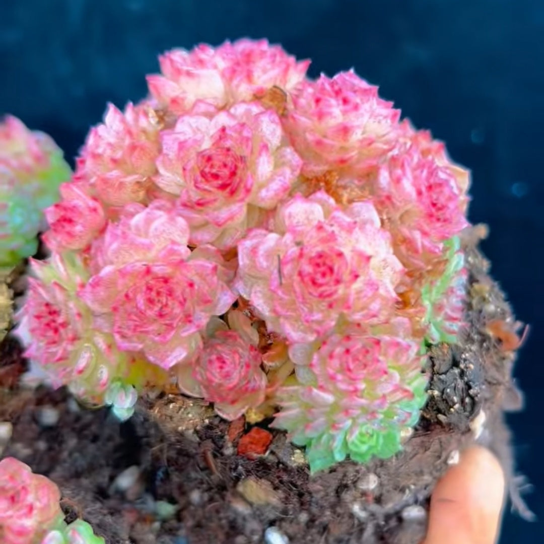 24169 Echeveria Concubine (9cm pot size)