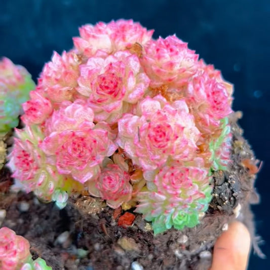 24169 Echeveria Concubine (9cm pot size)