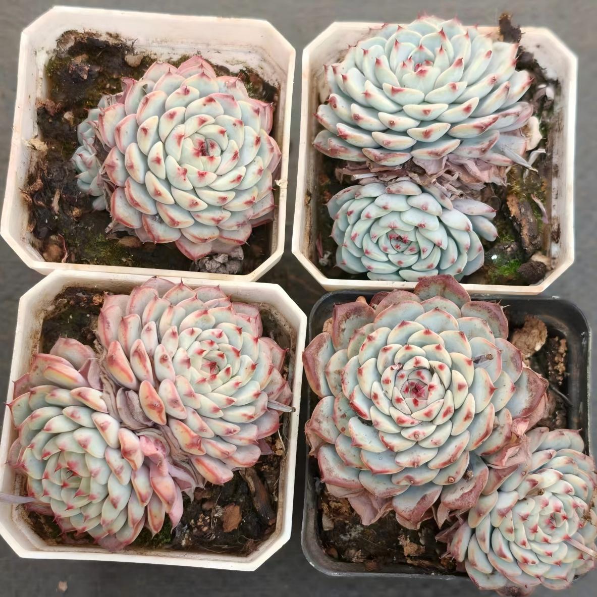 24108 Echeveria White Minima (7cm pot size)
