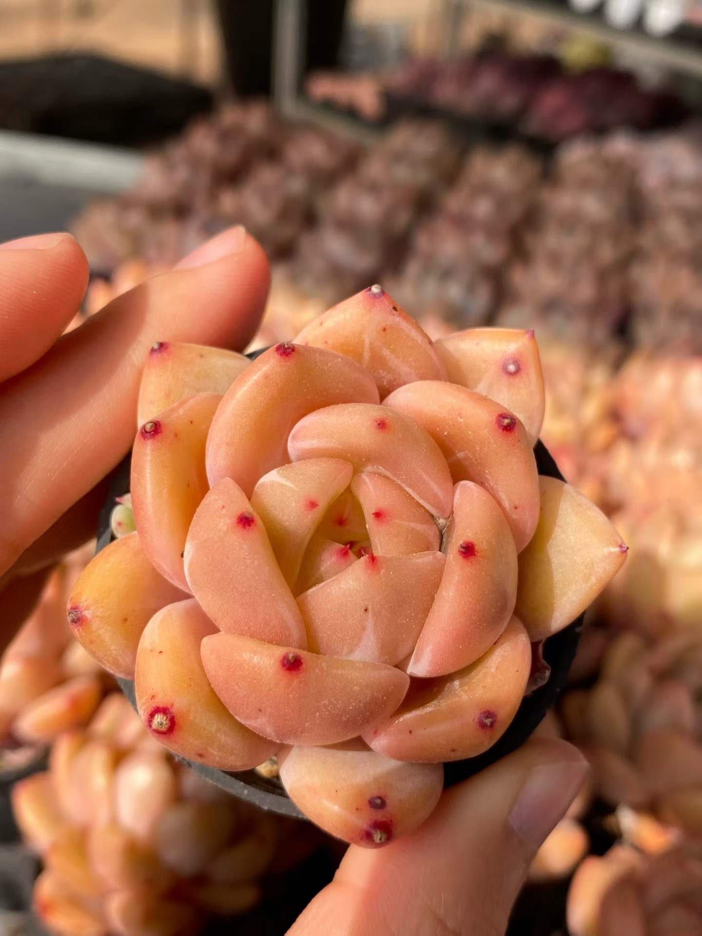 0549 Echeveria Champagne (5.5cm pot size)