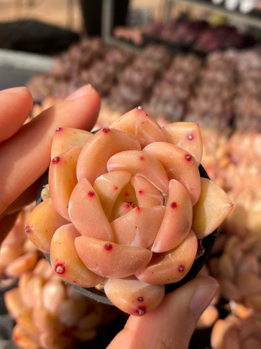0549 Echeveria Champagne (5.5cm pot size)