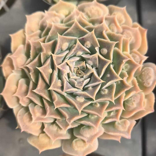 25799 Echeveria Gilo Drops (7cm pot size)