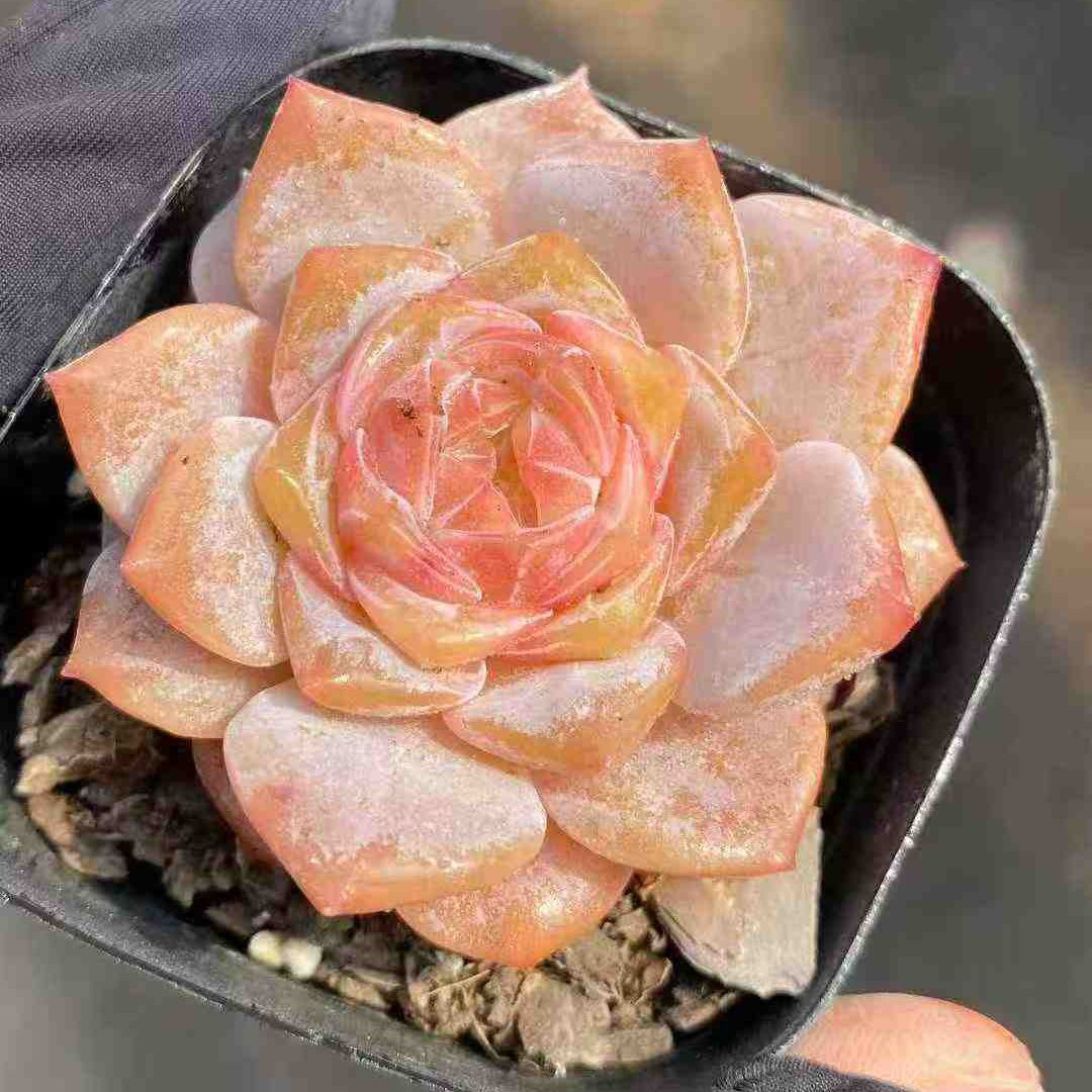 11197 Echeveria Snow Tower (6.3cm pot size)