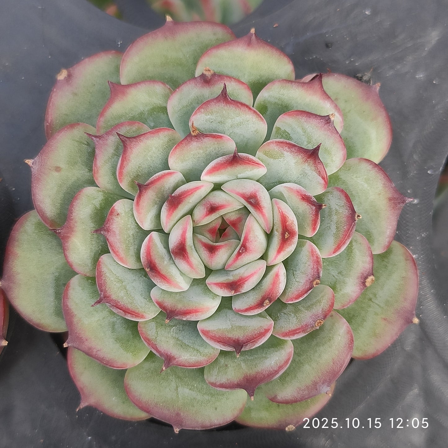 1223 Echeveria Marcel (5.5cm pot size)