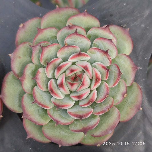 1223 Echeveria Marcel (5.5cm pot size)