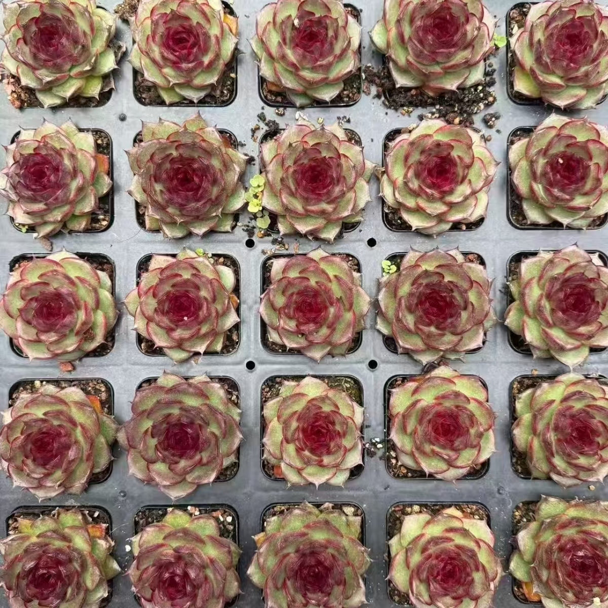 21178 Echeveria Purple Pupils (7cm pot size)