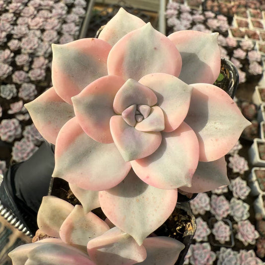 22327 Echeveria Snow White Variegated (7cm pot size)