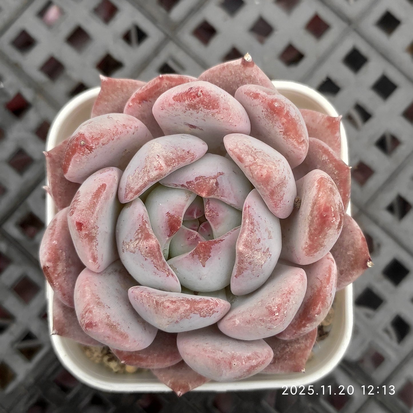 22761 Echeveria Monroe Hyb (5.5cm pot size)