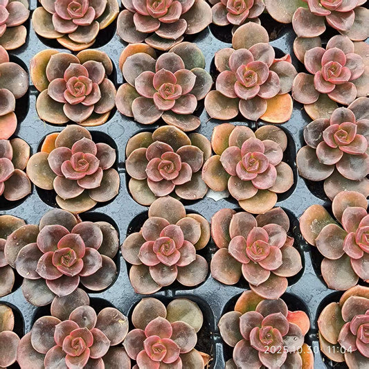 21831 Echeveria Chocolate (3cm pot size)