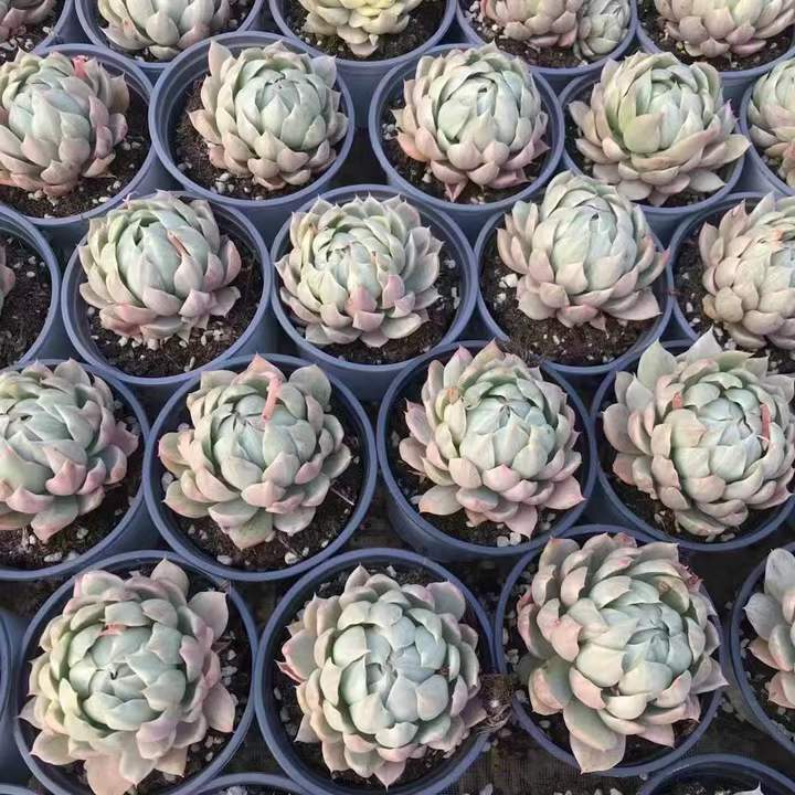 264109 Echeveria Whtie Maria Variegated (10cm pot size)
