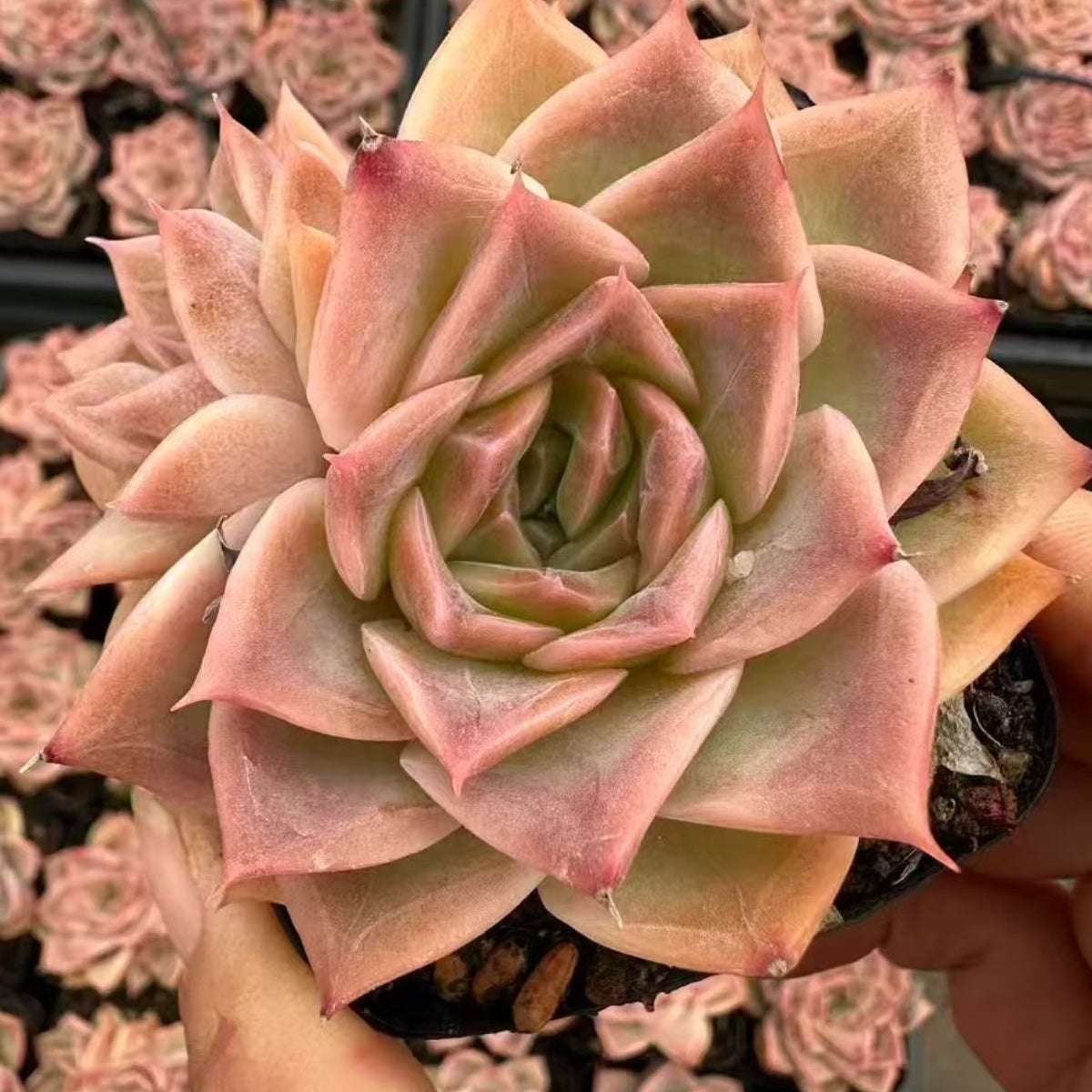 22071 Echeveria Butterfly (5cm pot size)
