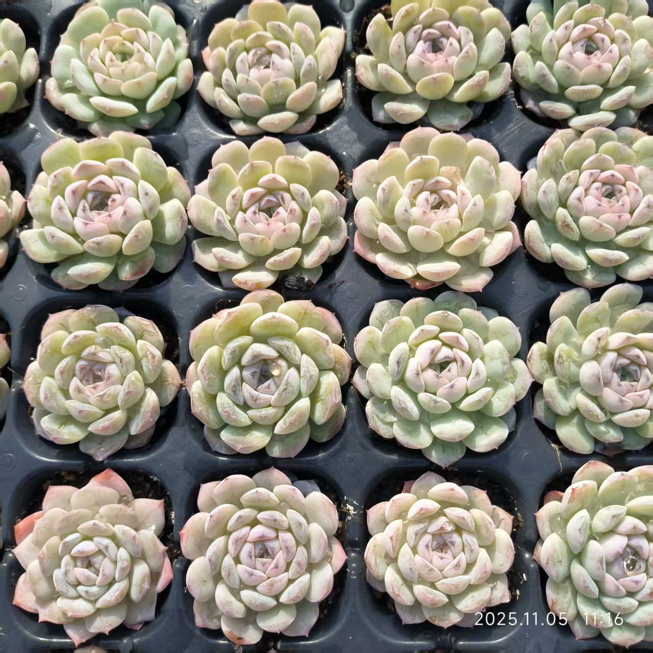 22028 Echeveria Snow Face (4cm pot size)
