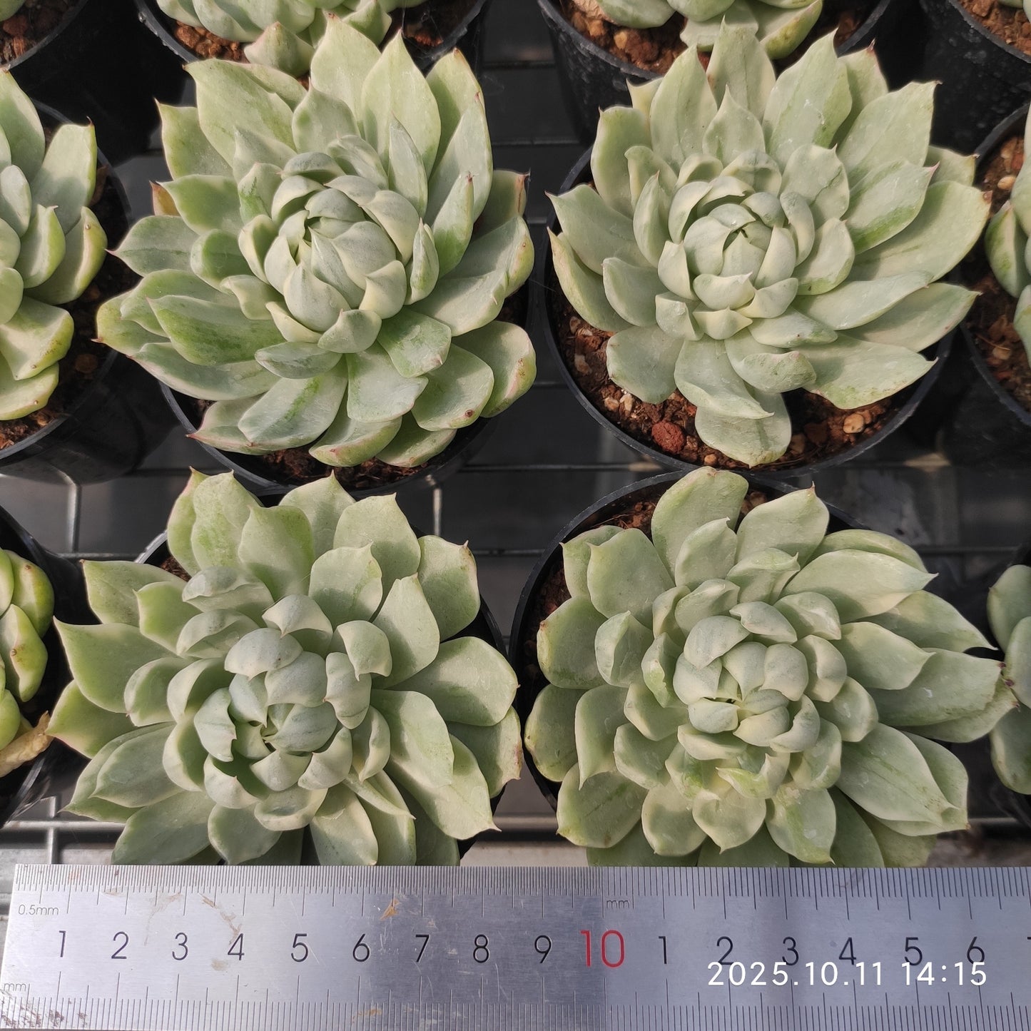 TPKM053 Echeveria Whtie Maria Variegated(9cm pot size)