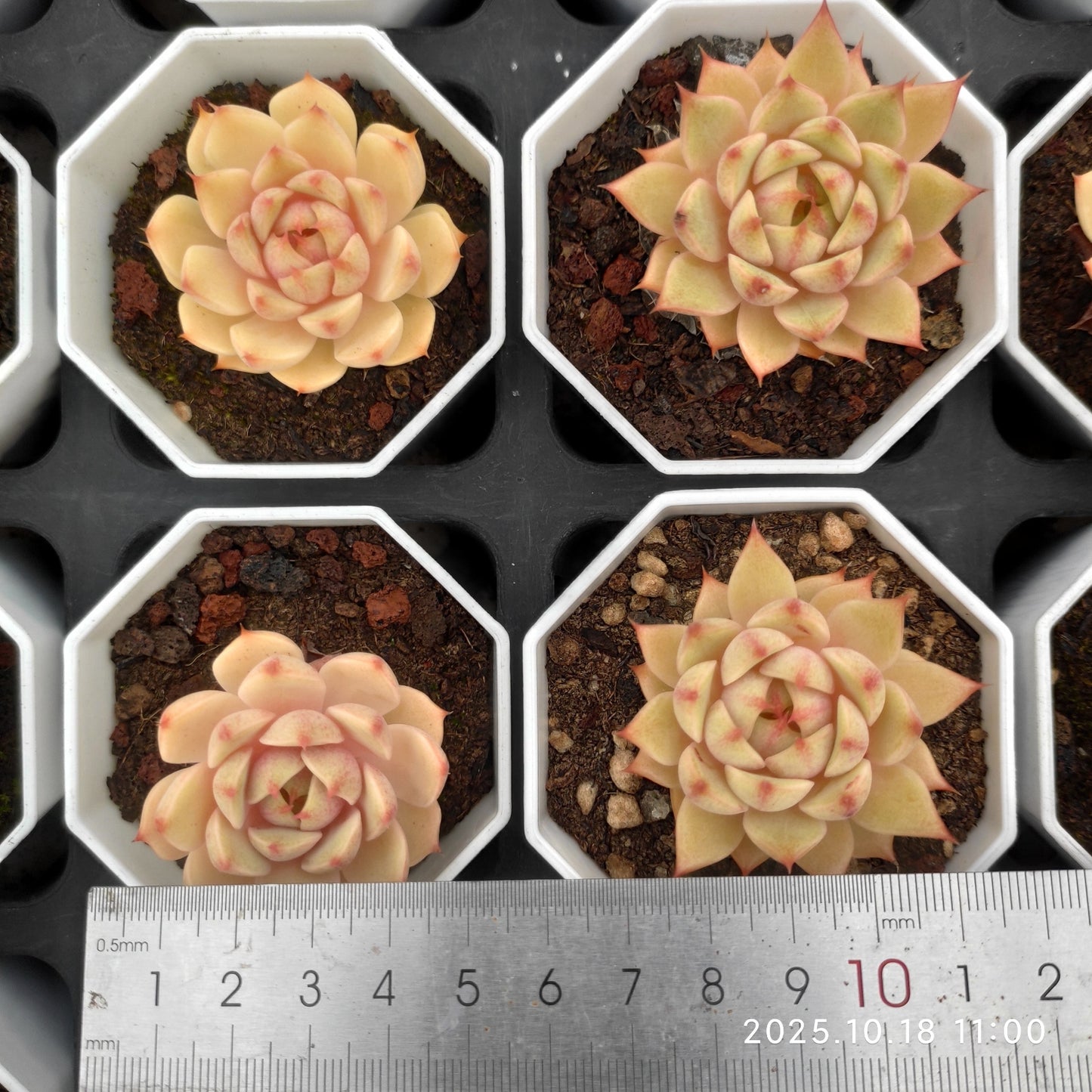 YBB011 Echeveria Benbadis(7cm pot size)