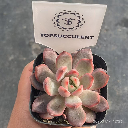 13086 Echeveria Madonna (6.5cm pot size)