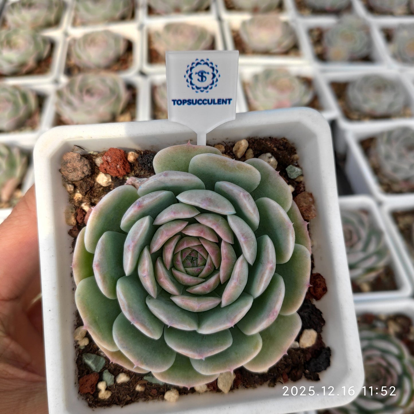 23669 Echeveria Snow Face Hyb (7cm pot size)