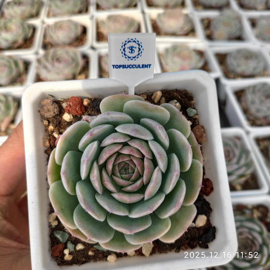 23669 Echeveria Snow Face Hyb (7cm pot size)