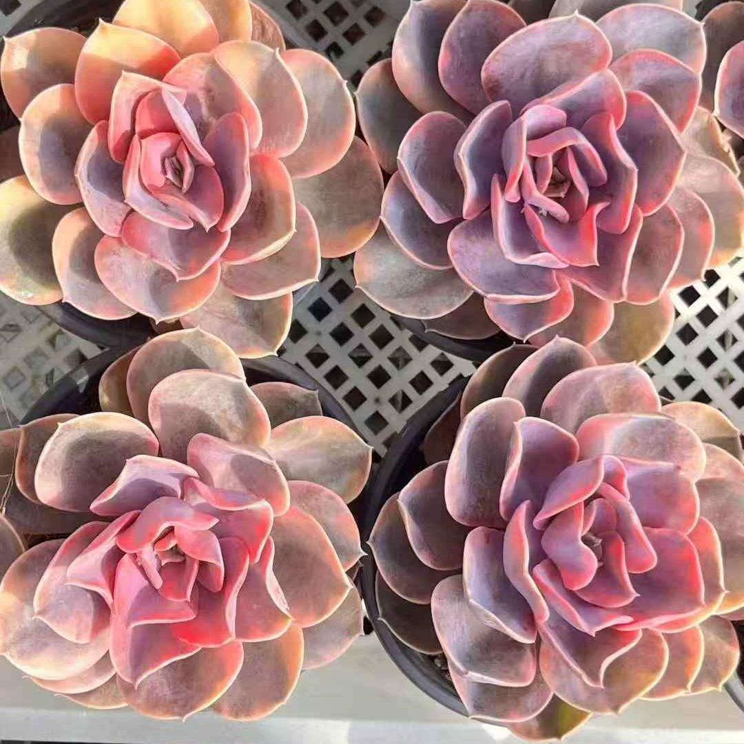 23641 Echeveria Rainbow Variegated (12cm pot size)