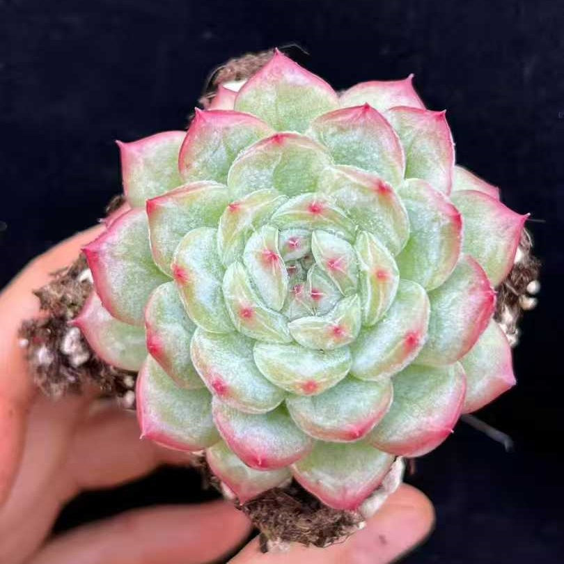 21998 Echeveria Obama (7cm pot size)