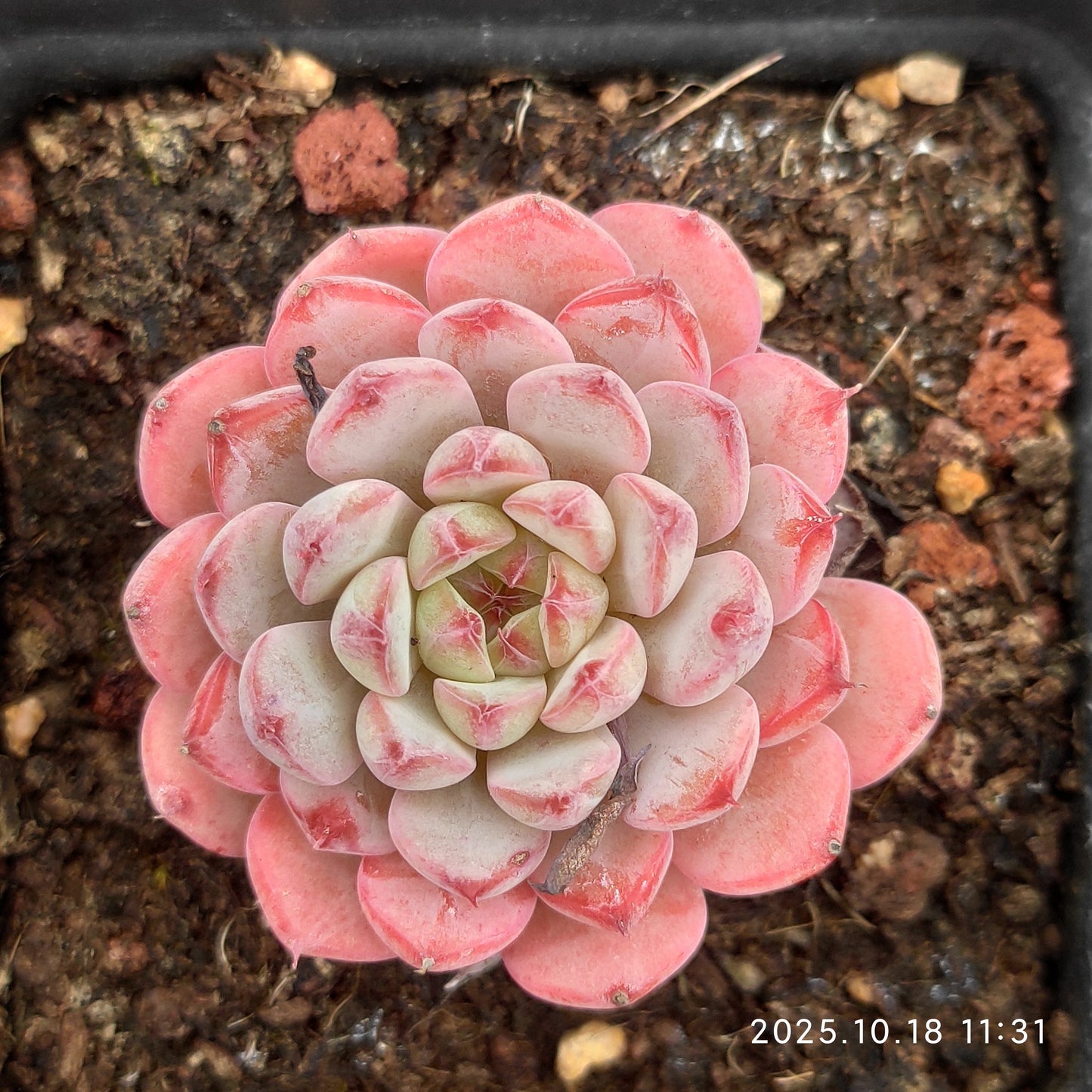 17752 Echeveria White Minima (7cm pot size)