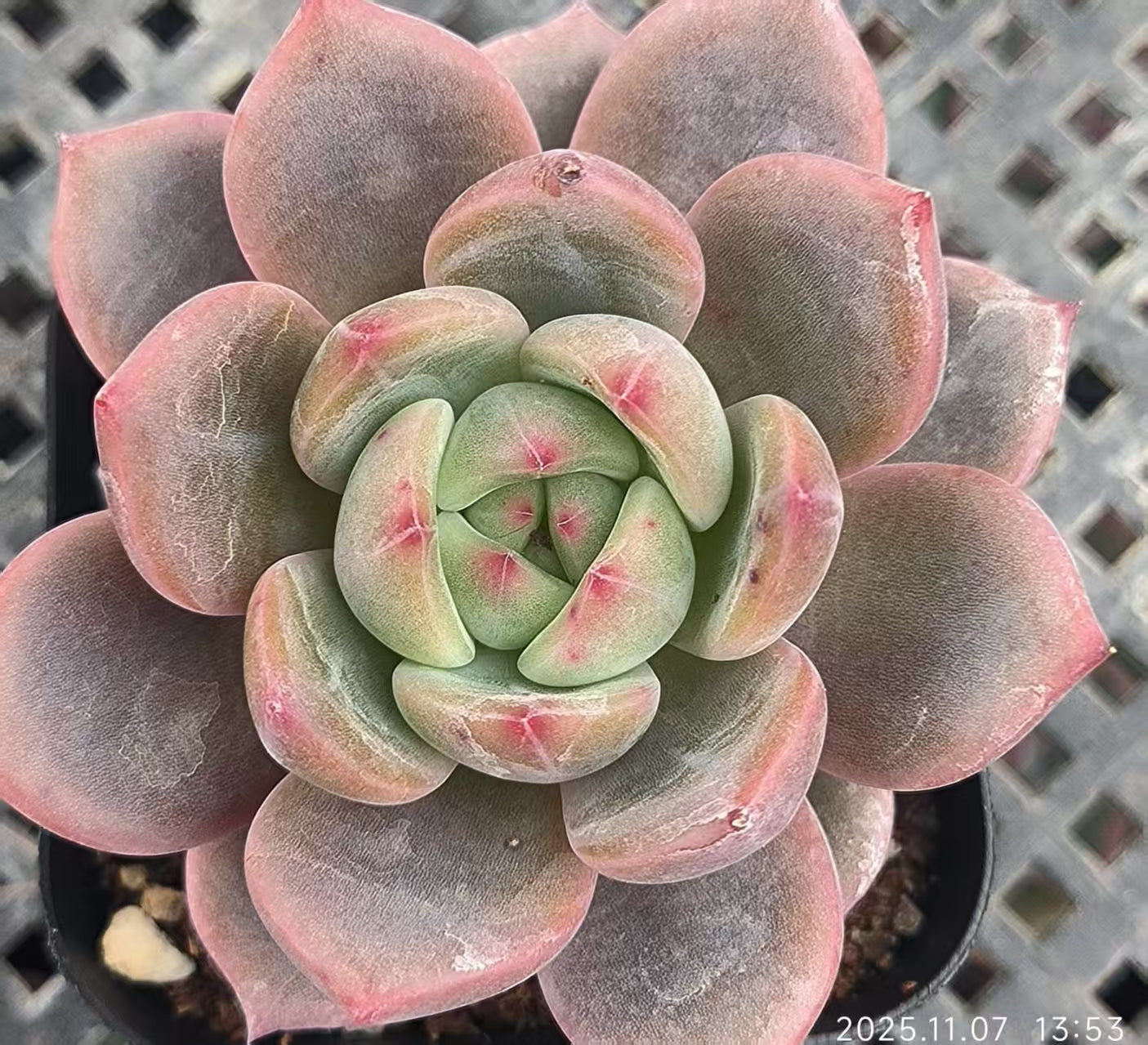 3421 Echeveria Love Birds (6.5cm pot size)