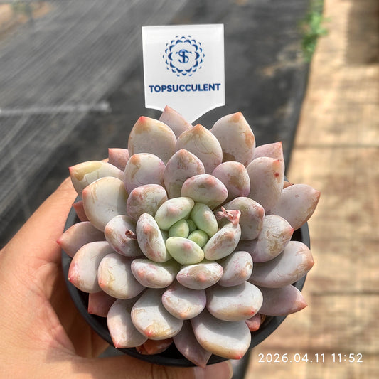 25619 Echeveria Half Summer (9cm pot size)