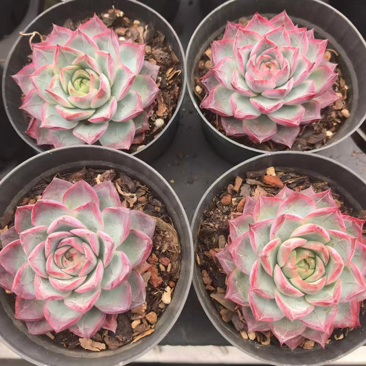 T5635 Echeveria Seaweed (7cm pot size)