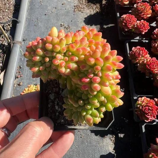 25166 Sedum 'Alice Evans' Cristata (7cm pot size)