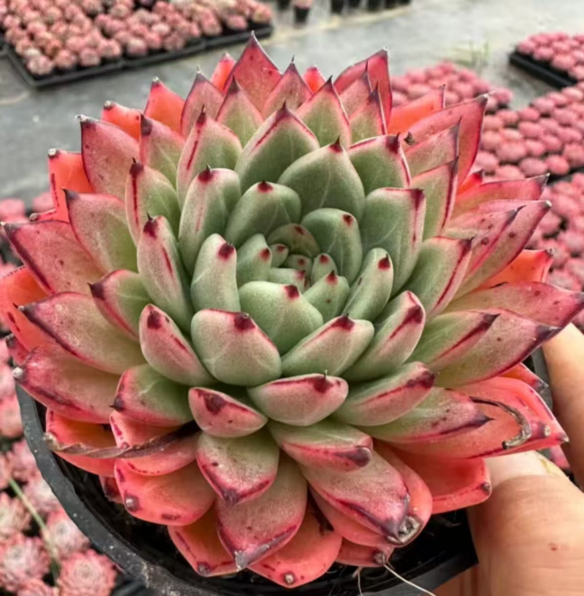 22383 Echeveria Indian Treasure (8cm pot size)