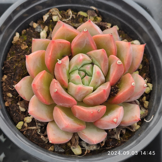 QN445 Echeveria Cobble