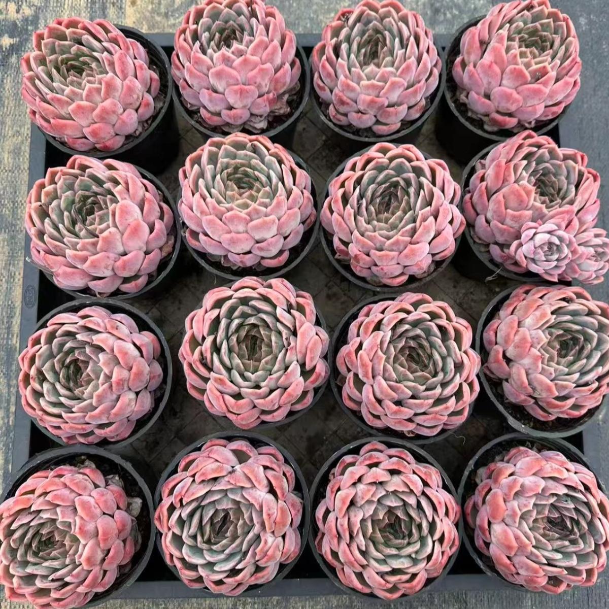 22618 Echeveria Dragon Scale Fruit (10cm pot size)