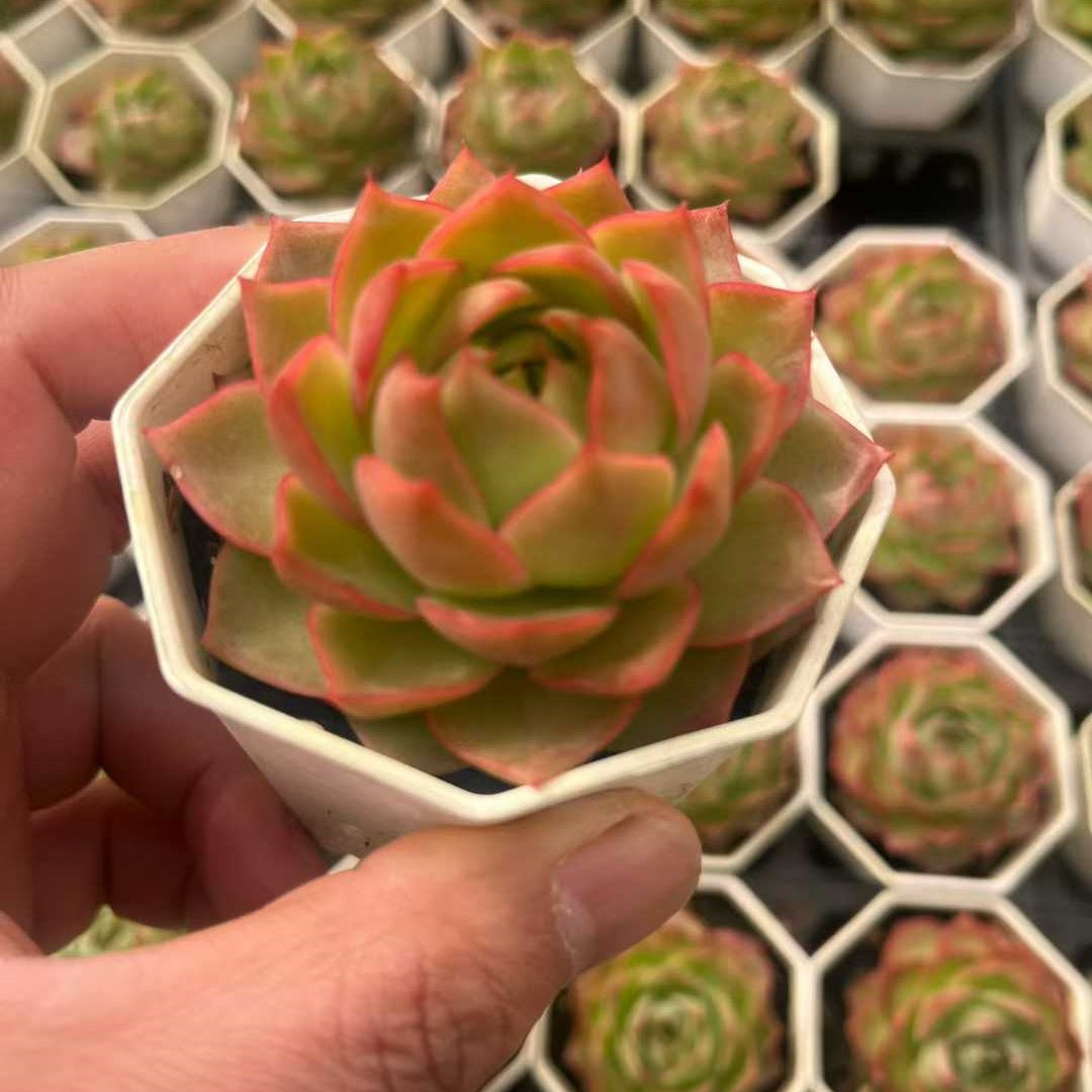 25313 Echeveria Blue Moon (7cm pot size)