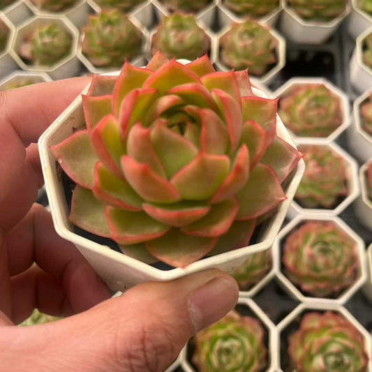 25313 Echeveria Blue Moon (7cm pot size)