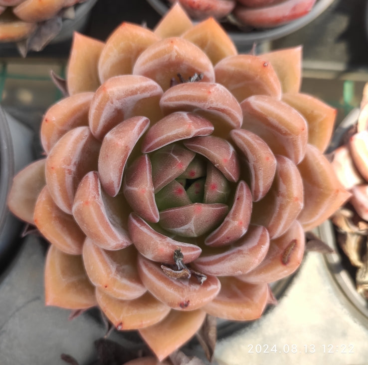 MMY449 Echeveria Champagne