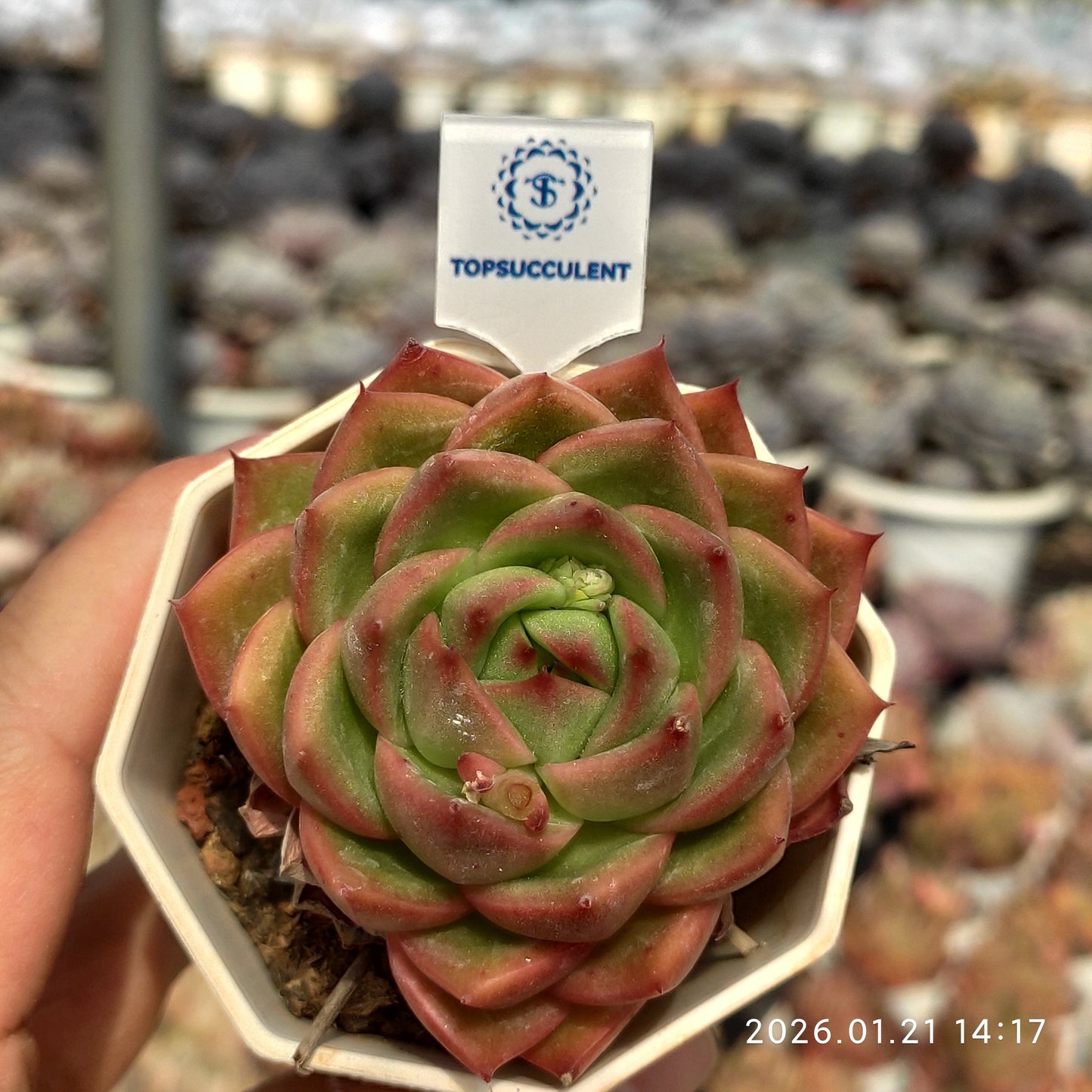 2292 Echeveria Diana (7cm pot size)