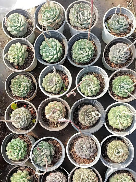 25791 Echeveria Gilo Drops (11cm pot size)