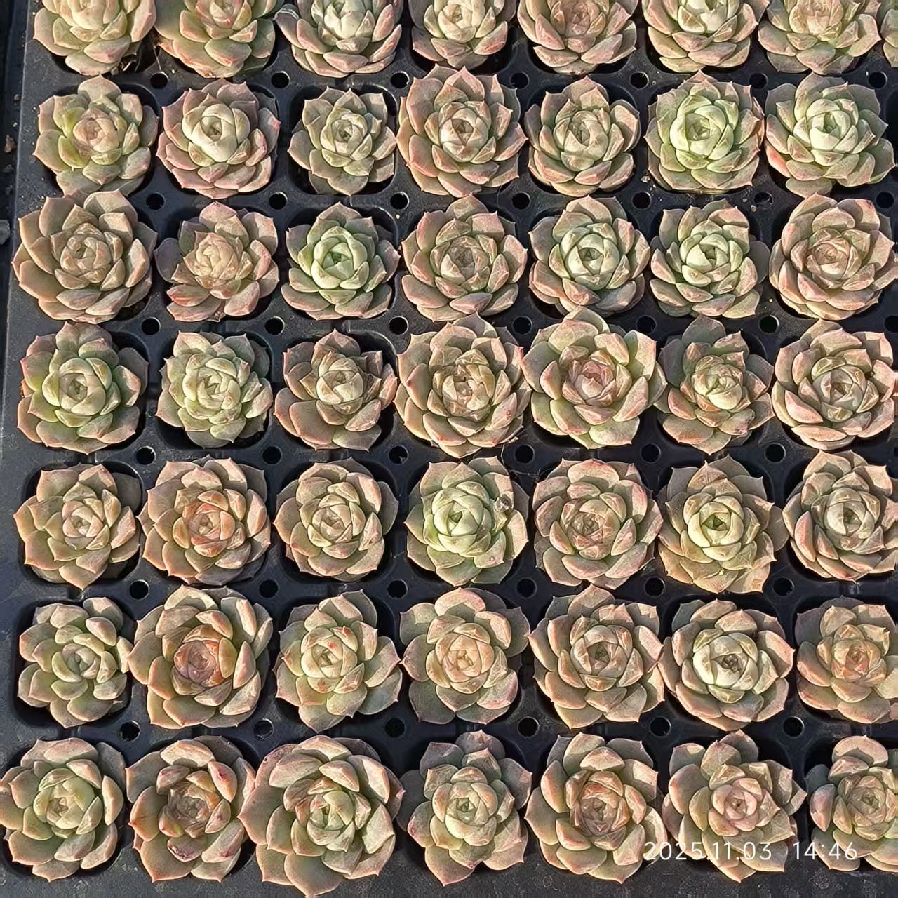 21942 Echeveria Dreams & Bubbles (3cm pot size)