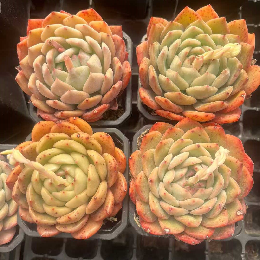 25314 Echeveria Luna (9cm pot size)