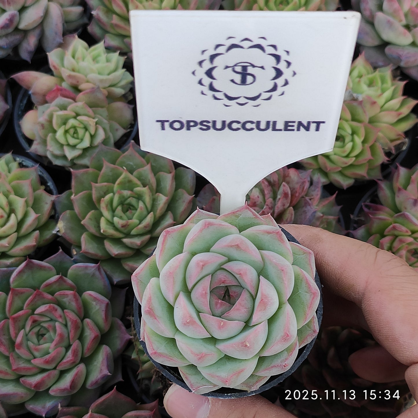 8439 Echeveria Queen of Peach (5.5cm pot size)