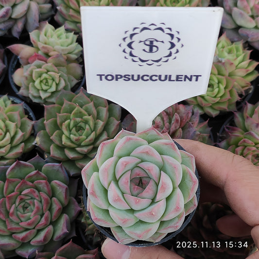 8439 Echeveria Queen of Peach (5.5cm pot size)