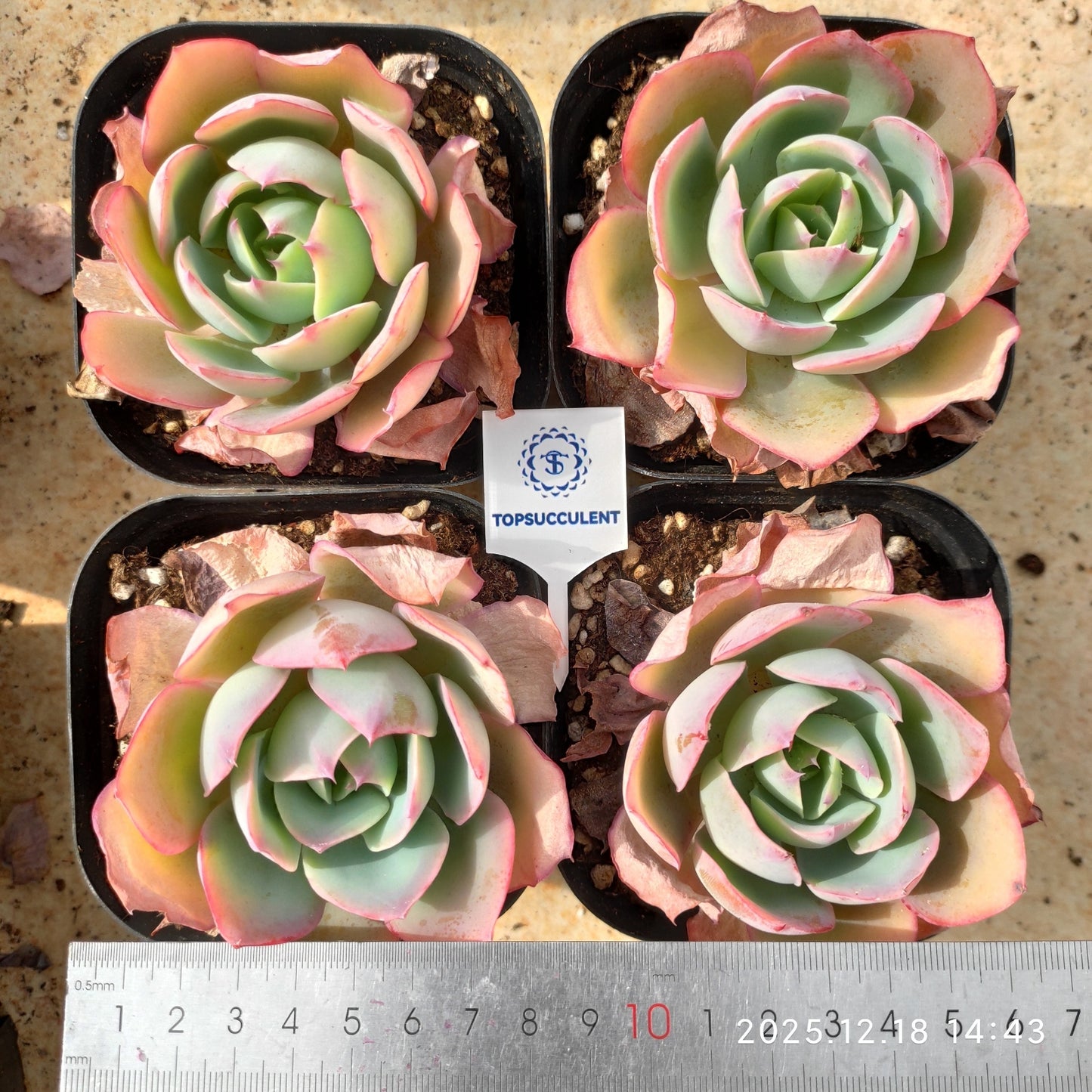 21598 Echeveria Neon Light (10cm pot size)