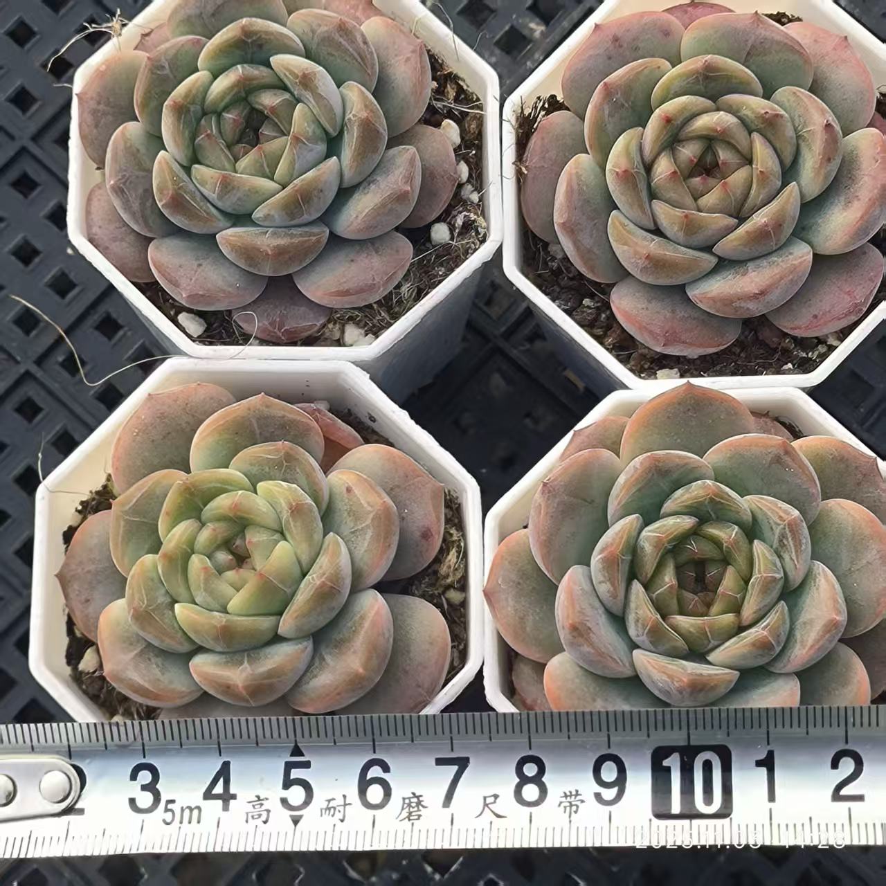 21935 Echeveria Candied Haws (6.5cm pot size)