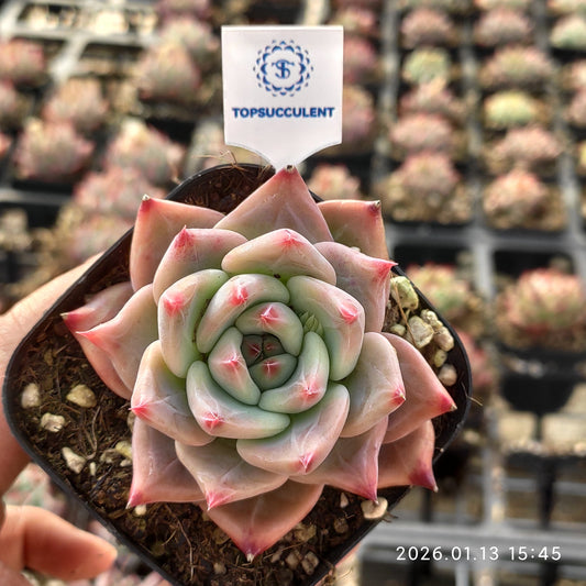 24690 Echeveria Finger Ring (6.5cm pot size)
