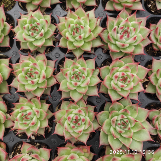 22964 Echeveria Tuscany (3cm pot size)